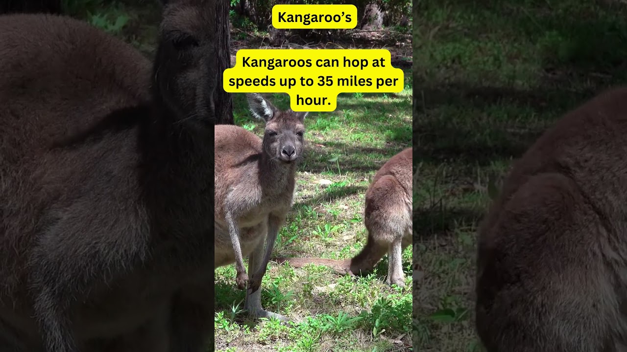 Daily Animal Tidbits: Kangaroo’s