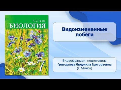 Тема 29. Видоизмененные побеги. Лабораторная работа № 8 «Строение клубня картофеля и луковицы»