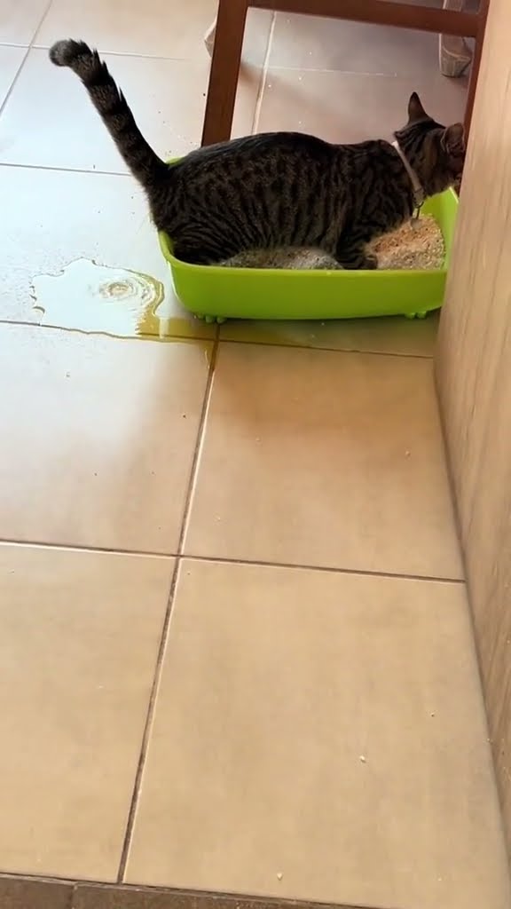 Très drôle le vidéo de chat ? ? ? ? ????? #cat ?