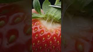 Satisfying Strawberry Stem Peel 🍓🔪 | Ultra Realistic Macro ASMR #shorts #usashorts