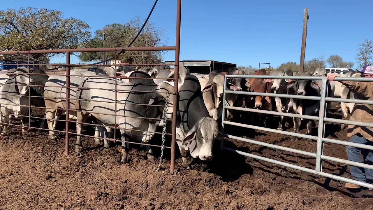 Gentle Brahman Bulls ready for the ladies