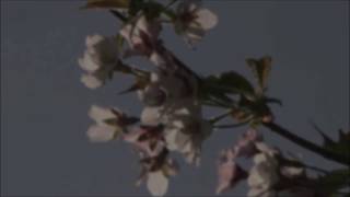 好きですを届けるね