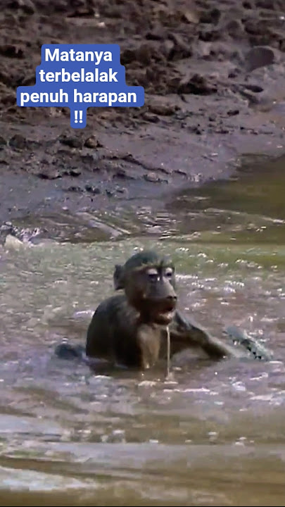 walau ia tahu itu mustahil lepas dari gigitan buaya,ia tetap berjuang 🔥🔥 #animals