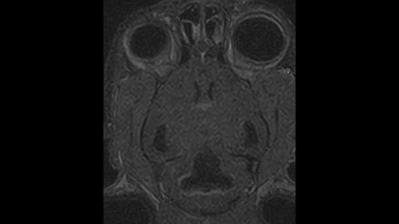 MRI of cats with suspected epileptic seizures