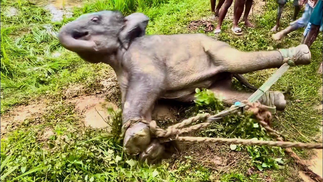 The injured elephant calf was rescued by the Assam Forest Department ...