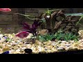 Наш маленький аквариум. Our little aquarium. Данио, тернеции, глофиш