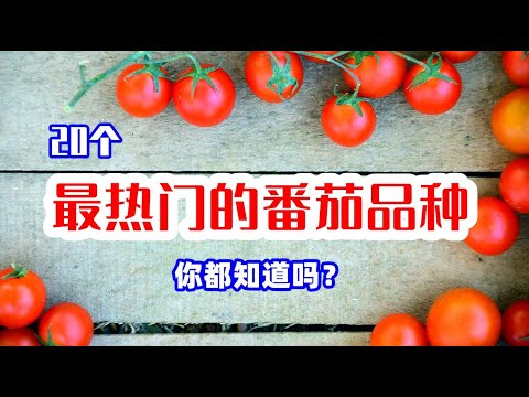 20种最热门的番茄品种，今年您准备种哪个？附推荐指数★★★★★ / Top 20 Types Of Tomatoes