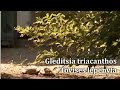 Gleditsia triacanthos - Tövises lepényfa