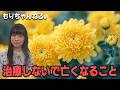 美輪明宏さん