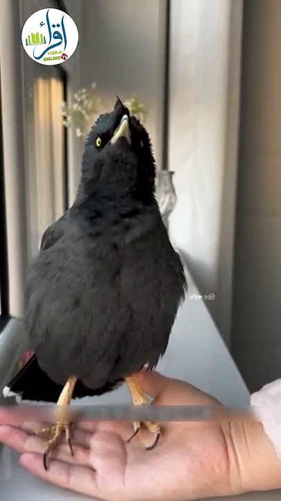 A beautiful ghazal about prayer in Mitu's voice 🕊️🎶 #iqraonlinetv #nest #birdhome #talkingbirds