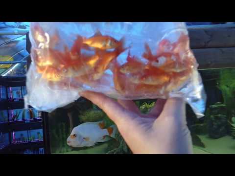 Fish Unboxing!! 200 goldfish, Red snakehead,Rainbow fish & more