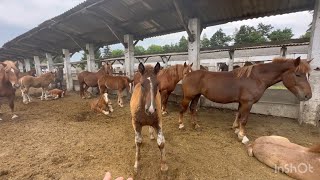 Добровський кінний завод🔥🇺🇦🇺🇦🇺🇦🐴🔥