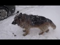 Funny dog ​​in the snow\\ Кумедний собака у снігу\\Німецька вівчарка