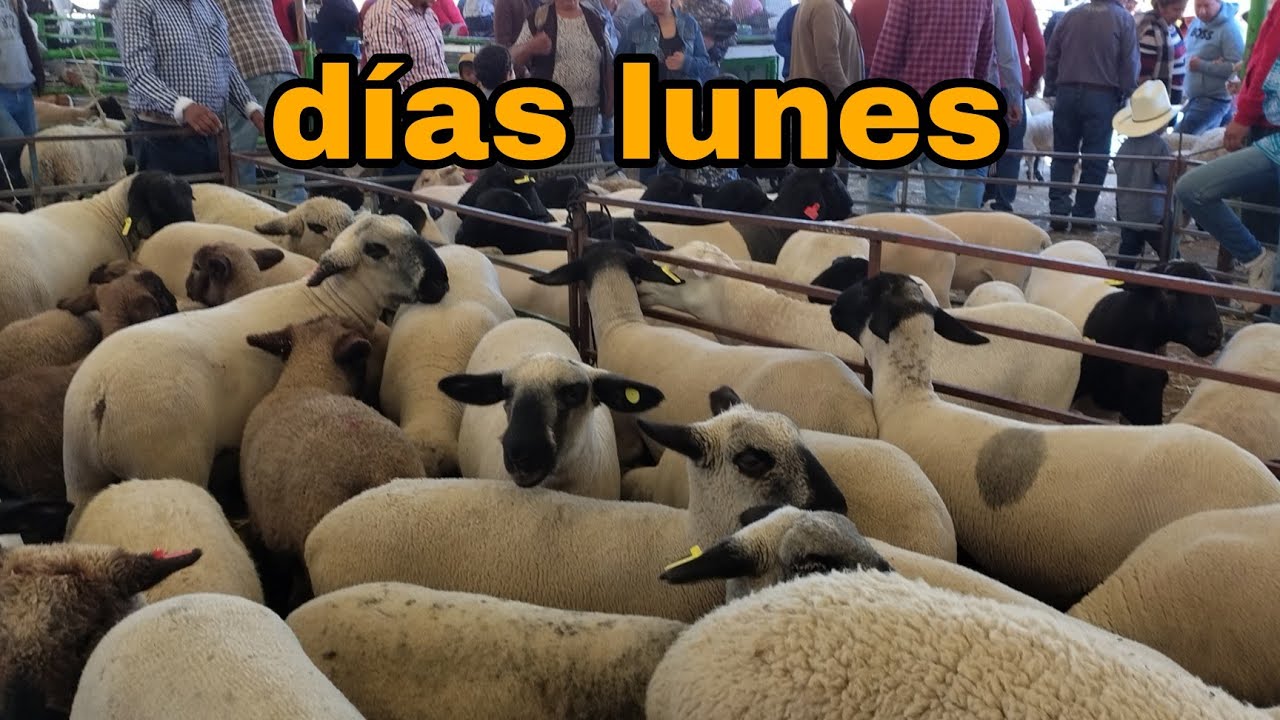 Borregos y más en el domex 