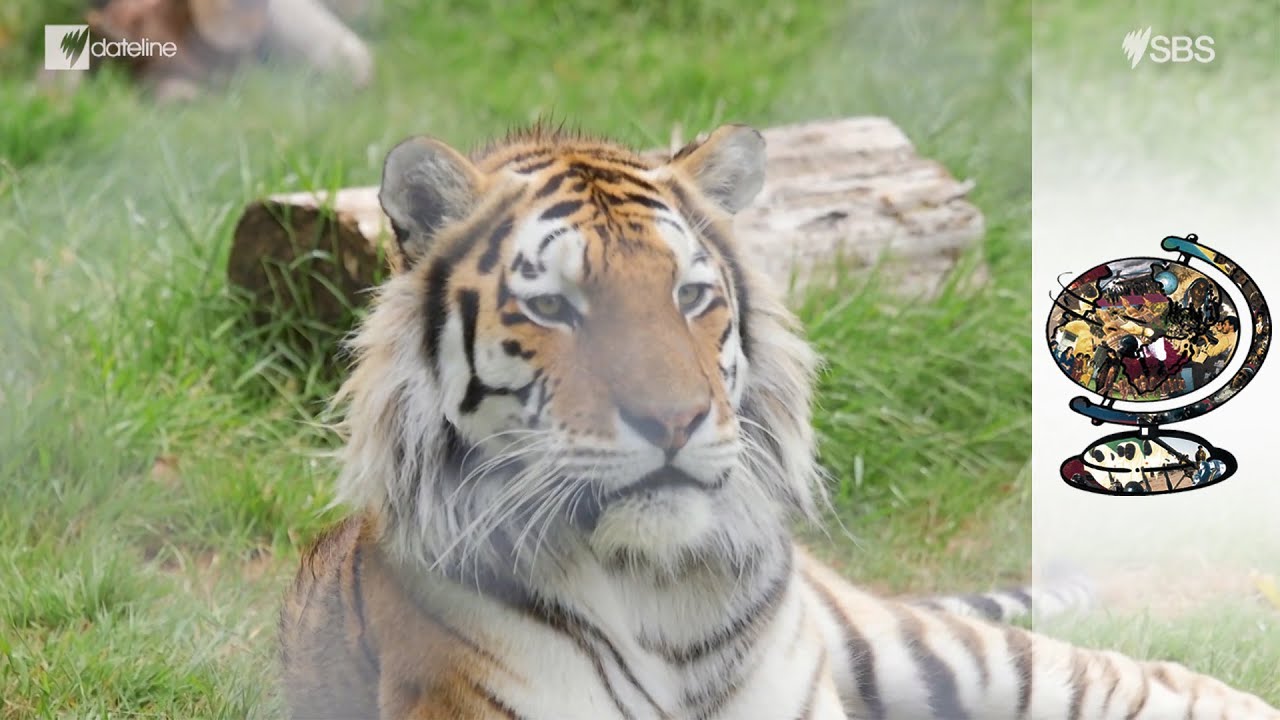 Documentary backdrop image for Is the Coronavirus Pandemic Driving Britain's zoos to extinction? (2020)