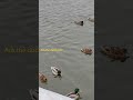Ducks, ducks and cold Moscow River #ducks #winter #moscow