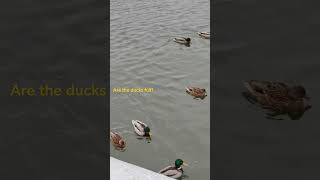 Ducks, ducks and cold Moscow River #ducks #winter #moscow