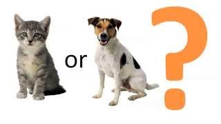 Are you a CAT or a DOG person? (EXPERIMENT!)