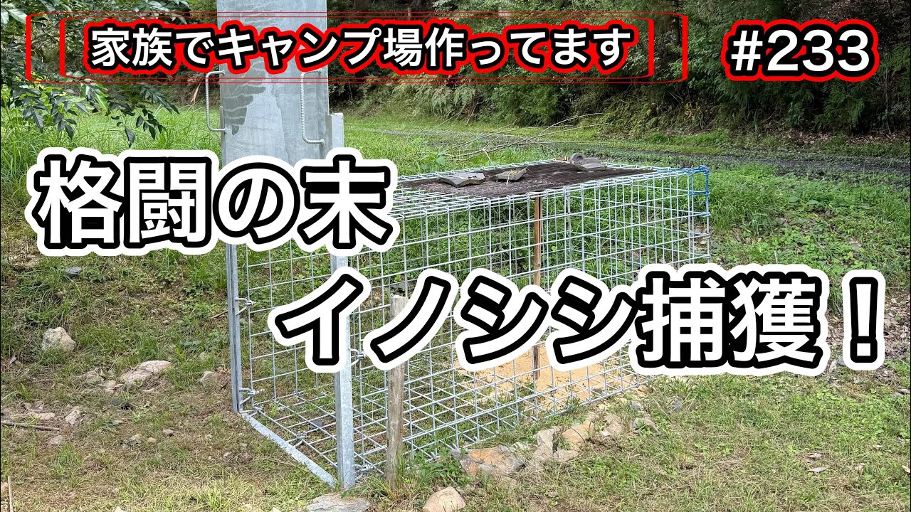 【家族でキャンプ場作ってます】 # 233 害獣駆除！イノシシを罠で捕獲！