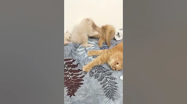 Watch the video about Furrball fight | cat fight#kittens #persiancats #furry #funny #cuteness overloaded