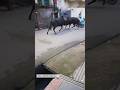 Bull fight Funny videos 😂 #funny #shorts #funnyvideo #memes #girlfunnymoventstatus #viral