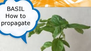 How to propagate Basil from cuttings