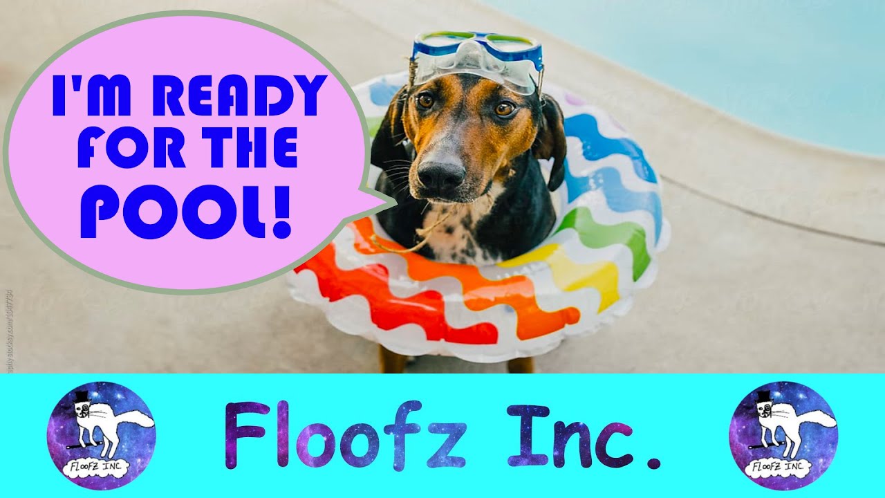 Pups in Pools - Funny Dogs Love to Swim! - YouTube