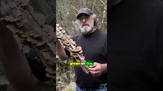 Peer-Reviewed Proof: Turkey Tail Mushroom Boosts Immunity