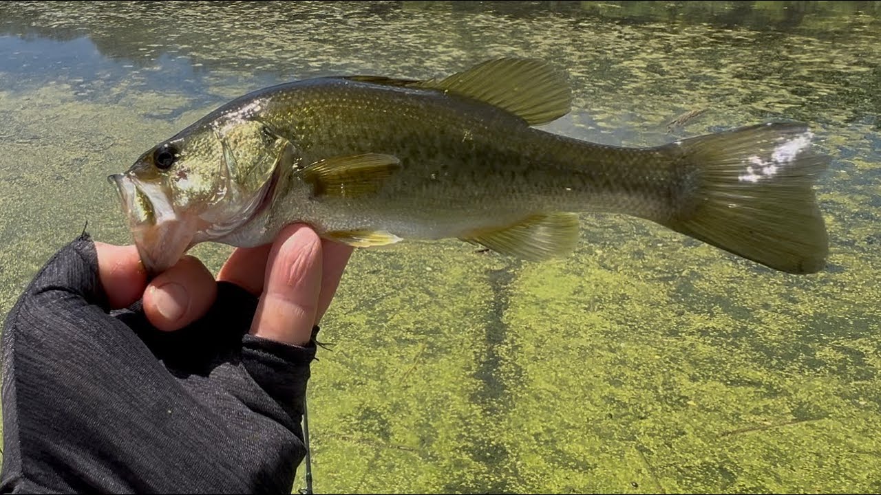 Bass Fishing in New Jersey, catching juvenile Largemouth Bass on Gary Yamamoto Black Red Shad #ASMR
