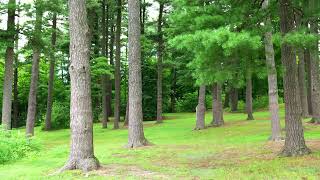Summer in Vermont with my new Panasonic Lumix s5iix camera! :) screenshot 5