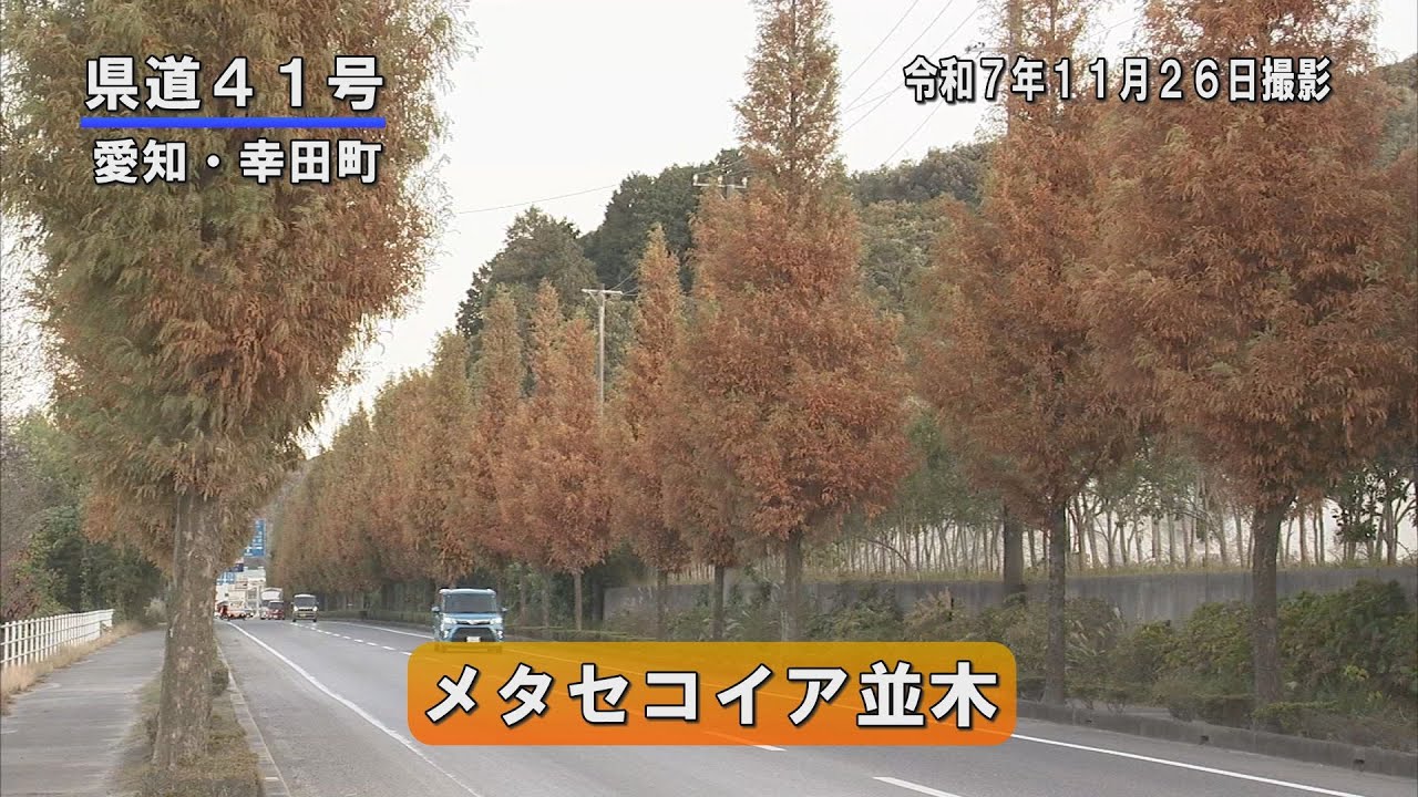 地元の知られざる名所 幸田町のメタセコイア並木（令和7年11月26