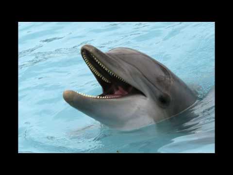 dolphin-sound-effect