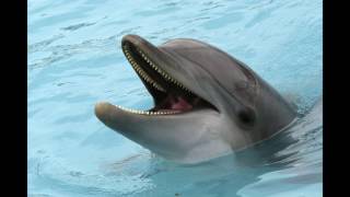 Dolphin-Sound Effect