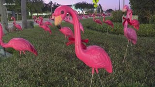 175 lawn flamingos decorated for Christmas in Clearwater