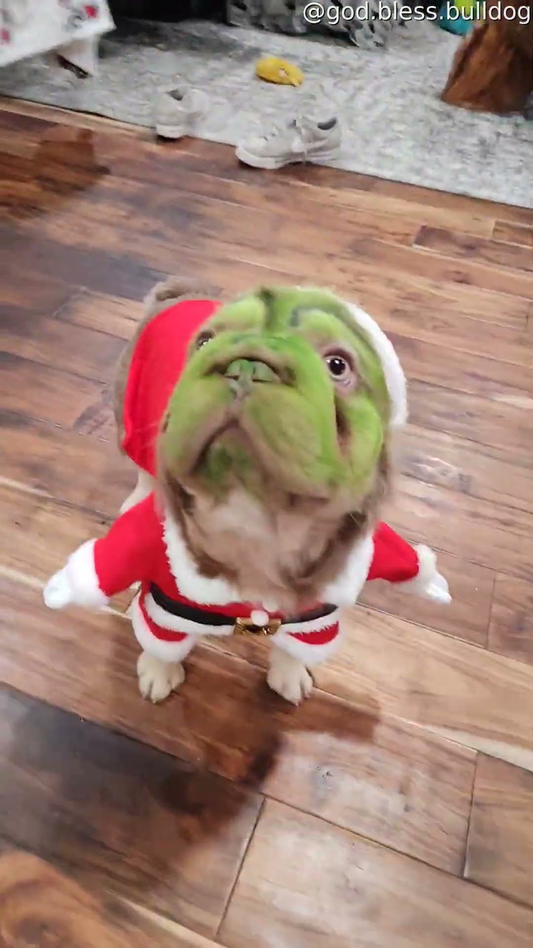 Dog Dressed Up As Christmas Grinch || ViralHog