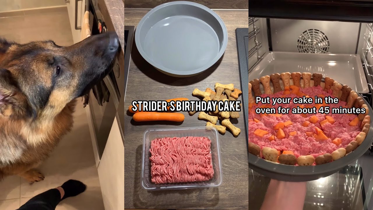 Making My Dog A Birthday Cake