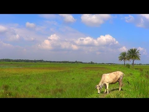 BD Landscape- Beautiful Bangladeshi Village Landscape With Original Nature Sound