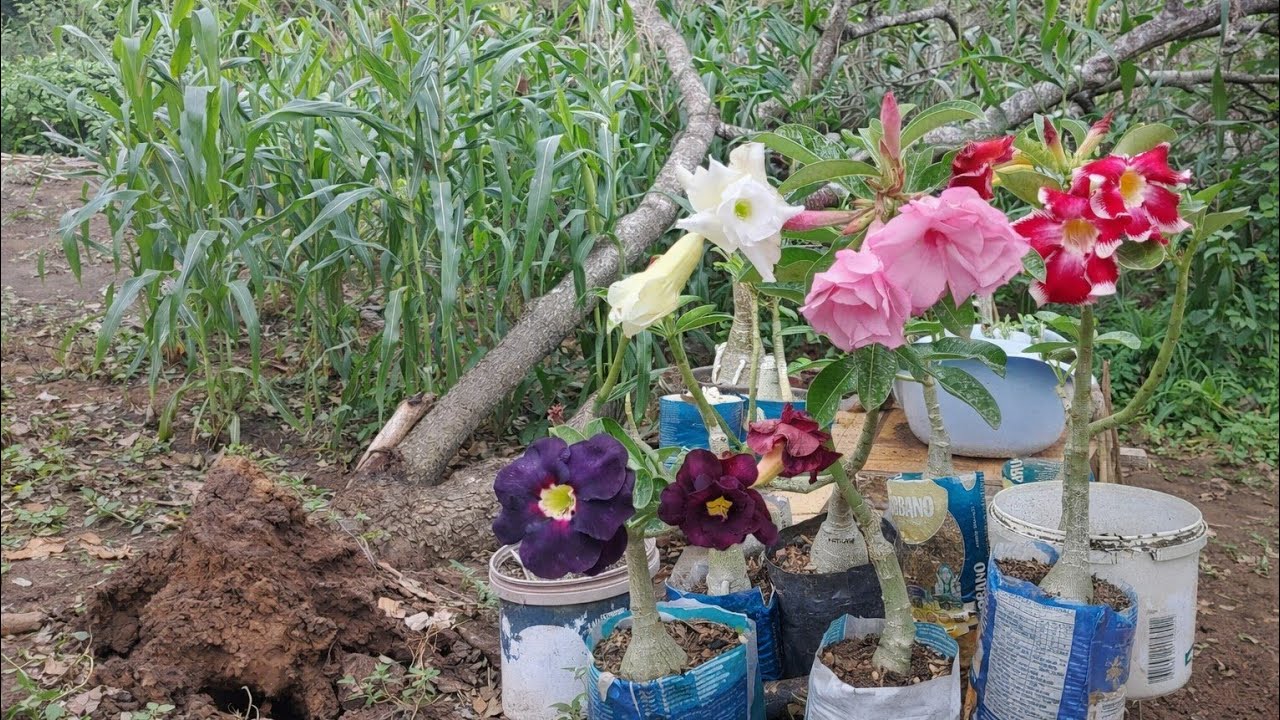 Tragédia pé de cajú caiu por cima das plantações 