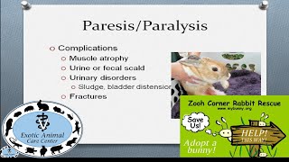 Elderly & Disabled Rabbits - Paresis/Paralysis screenshot 4
