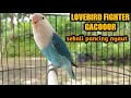 Lovebird super receh ngekek gacor,JITUU atasi lb diam bisu malas bunyi