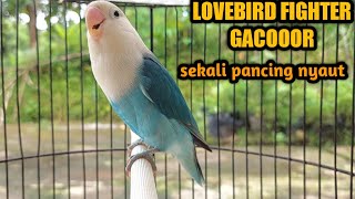 Lovebird super receh ngekek gacor,JITUU atasi lb diam bisu malas bunyi