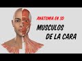 ANATOMÍA EN 3D - Músculos de la Expresión Facial (Origen, Inserción, Acción)