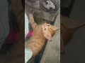 #kaka #cute #viralvideo #cat