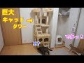 【猫歓喜!】巨大キャットタワーを設置してみた！【すずとコテツ】
