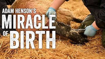 Identifying A Ewe In Labour - Raising Lambs Ep2 - Adam Henson