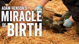 Identifying A Ewe In Labour - Raising Lambs Ep2 - Adam Henson by Cotswold Farm Park 10,860 views 1 year ago 9 minutes, 17 seconds