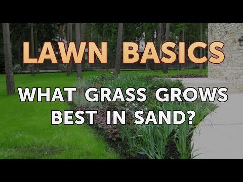 모래에서 가장 잘 자라는 잔디는 무엇입니까?