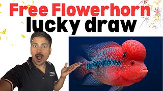 Free Flowerhornluckydrawtest Your Luckaquarium Fish Poor Fish Lovers
