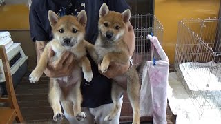 New Shiba Puppies in Japanese Shiba kennel in Japan by JOEL COOLDOGS 603 views 7 months ago 13 minutes, 10 seconds