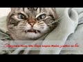 Признаки того, что ваша кошка тайно злится на вас Signs that your cat is secretly angry at you